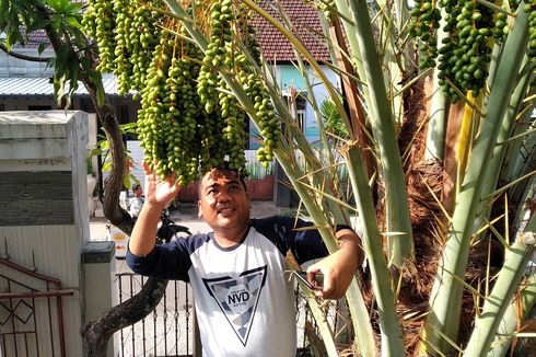 Cerita di Balik Pohon Kurma Berbuah Lebat di Mataram, Pemilik Sering Buang Biji Kurma di Halaman