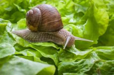 Apa yang Terjadi jika Menaburi Siput dengan Garam?