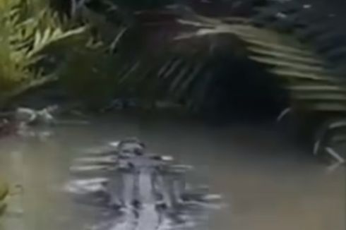 Buaya Muncul di Sungai Paluh Putri Medan, BBKSDA Sumut Turun Tangan 