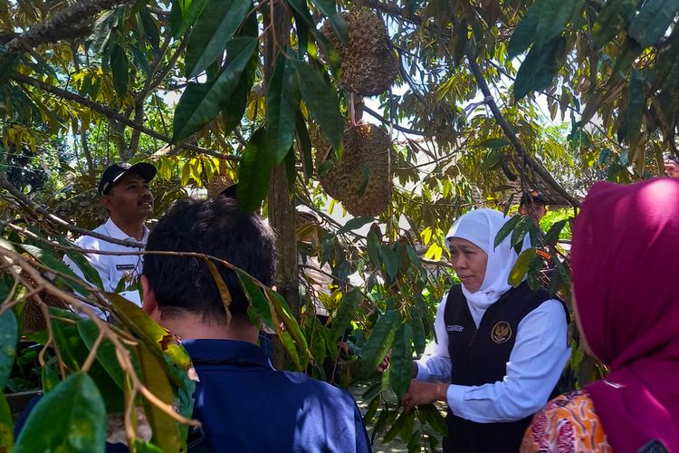 Rasa durian arjuna yang enak membuat orang nomor satu tersebut nekat menyambangi rumah Sulasmi yang berada di kaki Gunung Lawu.