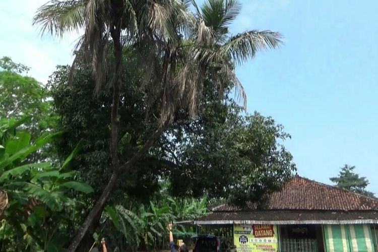 Pohon kelapa bercabang sembilan di pekarangan depan rumah Nanang Aris (35), warga Desa Bondo, Kecamatan Bangsri, Kabupaten Jepara, Jawa Tengah, Selasa (23/3/2021).