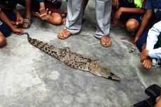 Dipancing Pakai Bebek, Seekor Buaya Keluar dari Sungai Deli