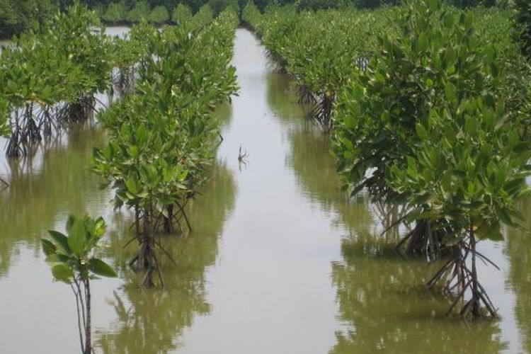 Penanaman mangrove menggunakan sistem berjarak di Desa Pantai Harapan Jaya, Kecamatan Muara Gembong, Kabupaten Bekasi. Selain mencegah abrasi, mangrove mengembalikan kembali fauna muara seperti ikan, udang, dan kepiting. Fauna tersebut menjadi sumber mata penghasilan masyarakat sekitar.