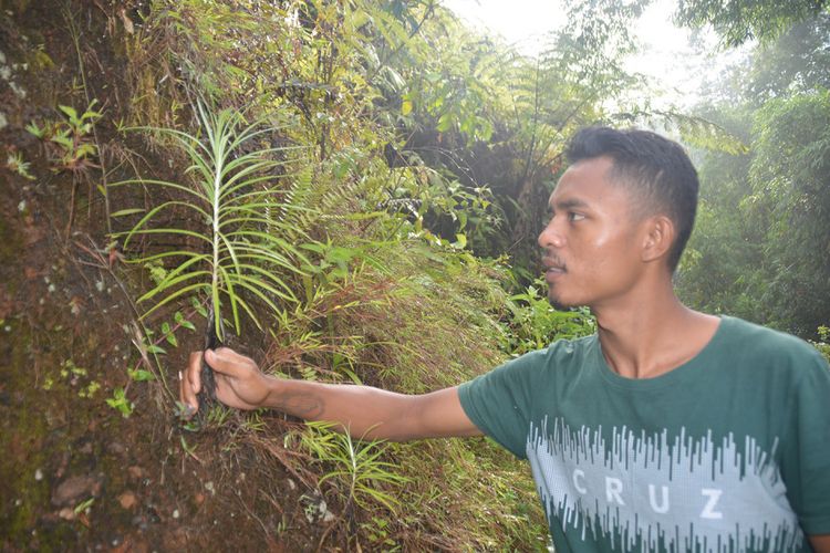 Seorang warga setempat, Karolus Hardiyanto Abu menunjukkan bunga Edelweis di lereng bukit Wajur, Desa Wajur, Kecamatan Kuwus Barat, Kabupaten Manggarai Barat, Flores, NTT, Rabu (2/1/2019). Tumbuhan liar Edelweis dijumpai di lereng bukit tersebut. 
