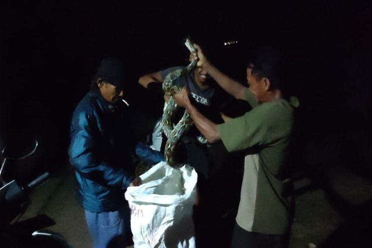 Warga Desa Candisari Kecamatan Banyuurip Kabupaten Purworejo digegerkan dengan penemuan ular sepanjang 5 meter pada Sabtu (22/4/2023) dini hari. 