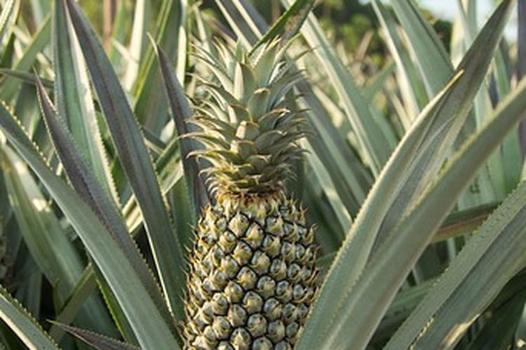 Ilustrasi tanaman nanas
