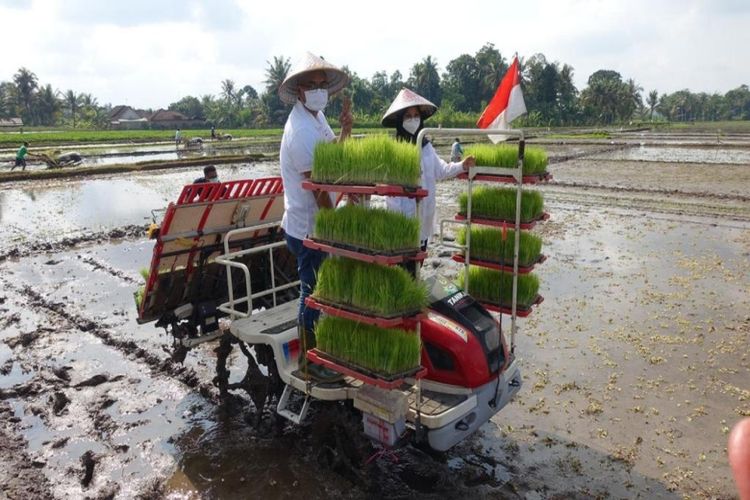 Bupati Banyuwangi Ipuk Fiestiandani dan Direktur Transformasi Bisnis Pupuk Indonesia Panji Winanteya Ruki saat tanam perdana Agrosolution di Banyuwangi, Minggu (30/5/2021).