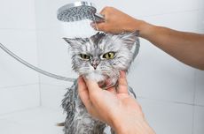 5 Penyebab Kucing Takut Air