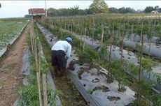 Dampak Kemarau, Petani Cabai Merah di Purworejo Terancam Gagal Panen 