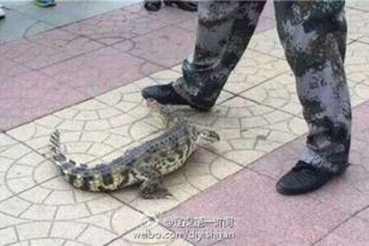 Seorang pria China terekam kamera berjalan-jalan bersama buaya peliharaannya di pusat kota Benxi, provinsi Liaoning, China.