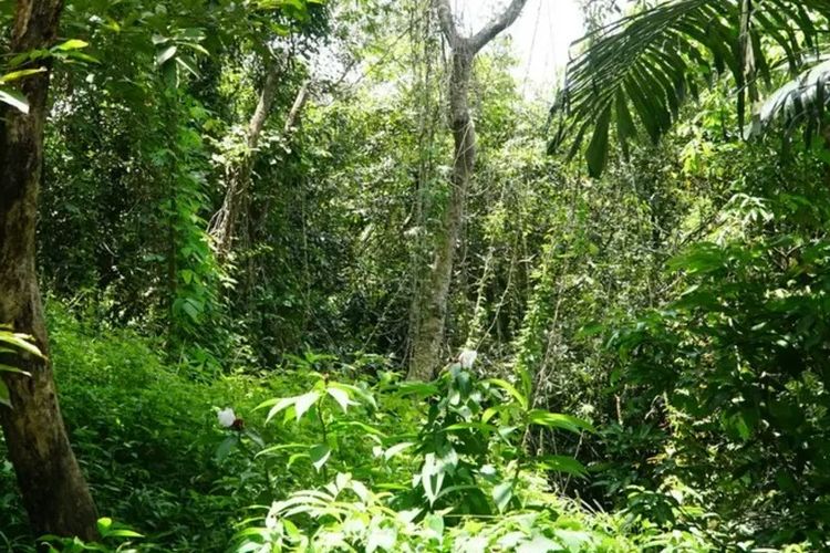 Hutan Adat Wonosadi kaya akan sumber mata air: seperti mata air Blebem, mata air Kalas, dan sumber mata air Sengon. Dari situ, Sri dapat memberikan bukti dan menyadarkan masyarakat akan pentingnya kelestarian hutan.