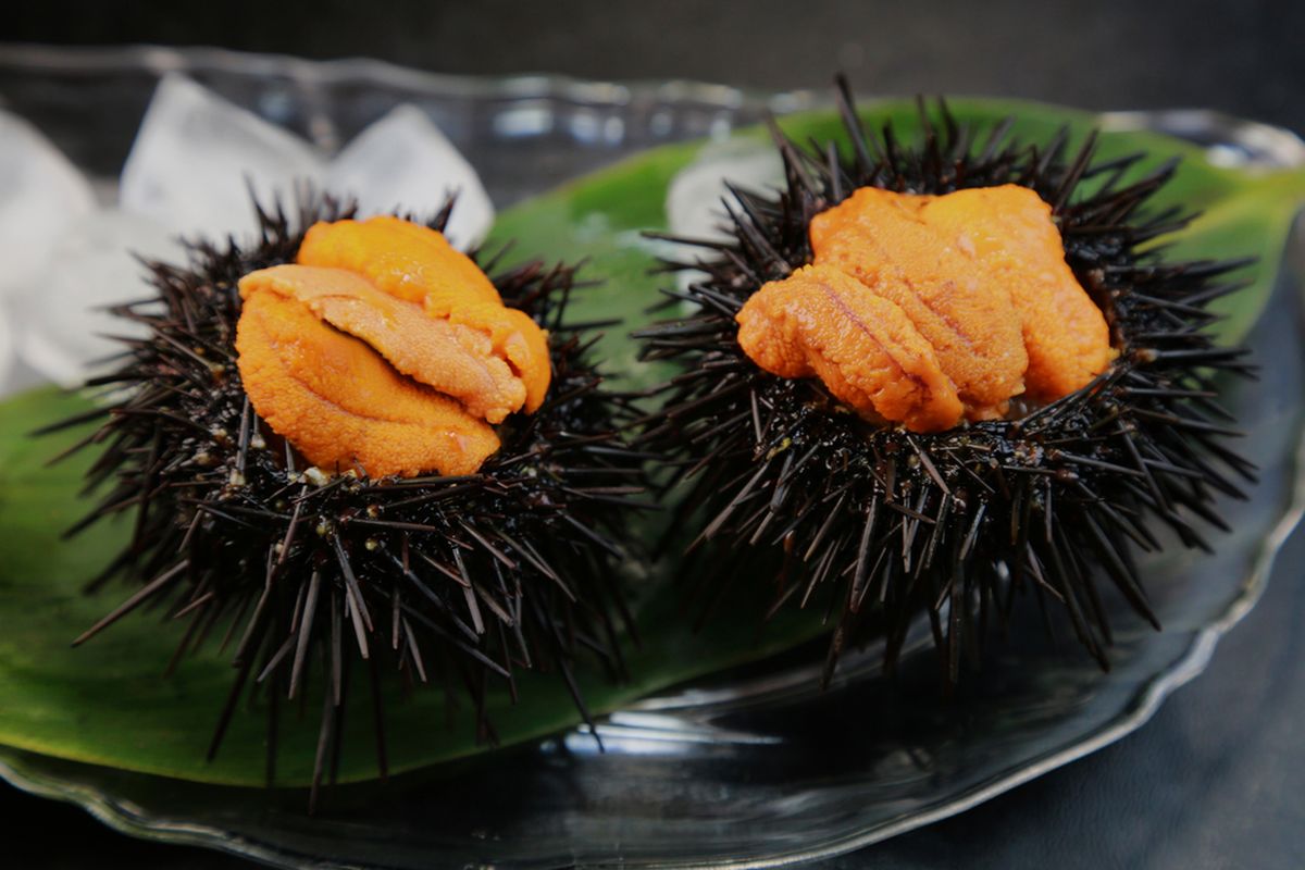 Ilustrasi landak laut atau bulu babi (sea urchin). 