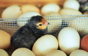 Bagaimana Anak Ayam Pecahkan Telur Saat Menetas? Sains Menjawab