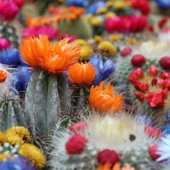 Ilustrasi bunga kaktus. 