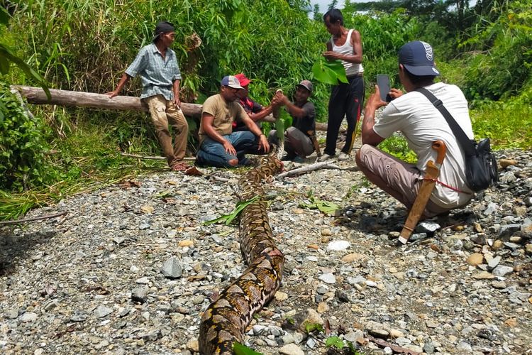 Ular piton raksasa yang membelit Ning Kisa berhasil dibunuh warga, Rabu (1/2/2023)