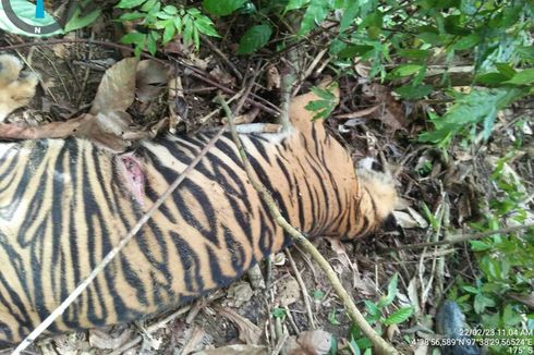 Seekor Harimau Sumatera Mati di Aceh, Diduga karena Racun