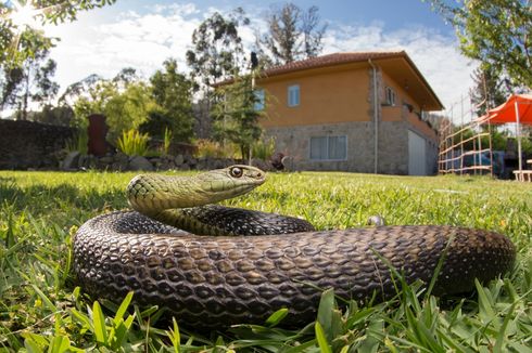 7 Tanaman Pengusir Ular yang Dapat Ditanam di Halaman Rumah