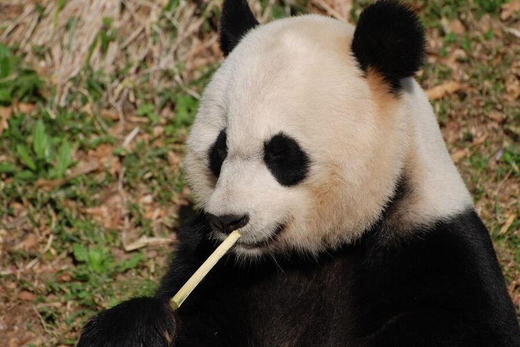 Ternyata Panda adalah Karnivora, Lalu Kenapa Makan Bambu?