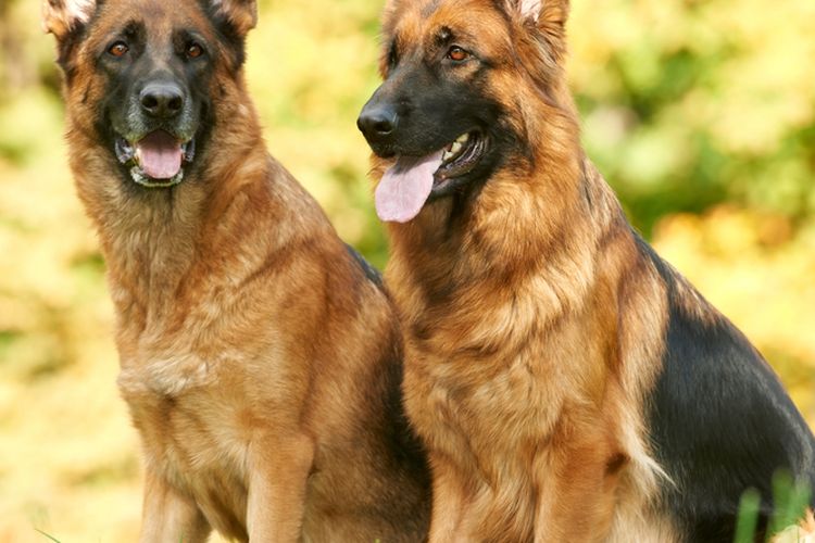 Ilustrasi anjing German shepherd 