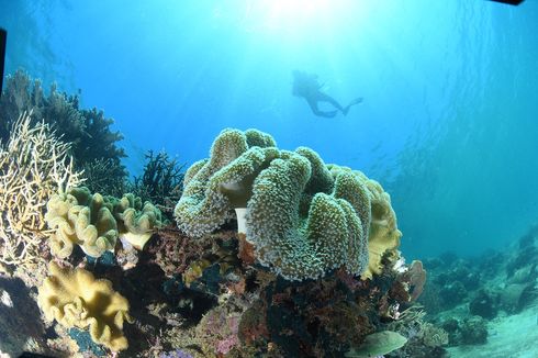 Lestarikan Keanekaragaman Hayati, Antam Gencarkan Konservasi Darat dan Laut