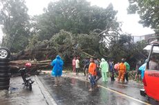 Pohon Tumbang di Pakisaji Malang, 1 Pemotor Nyaris Tertimpa