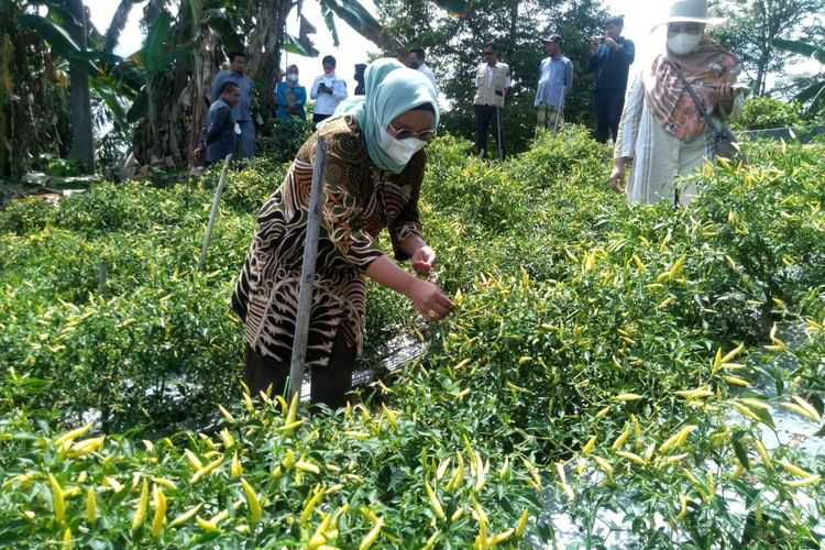 Seorang ibu di Nunukan Kaltara memanen cabe lokal Nunukan. Musim.penghujan mengakibatkan pasokan cabai dari Sulawesi ke Nunukan jauh lebih sedikit dan diikuti kenaikan harga cabai lokal