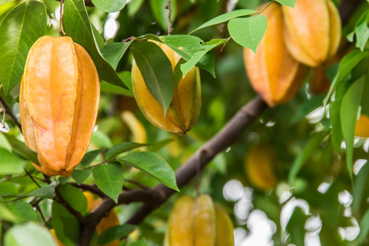 Ilustrasi belimbing, salah satu tanaman tabulampot