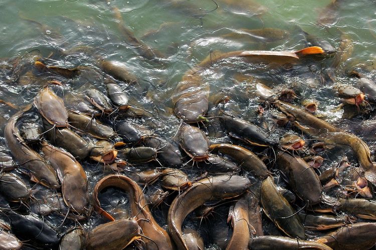 Ilustrasi ikan lele, budidaya ikan lele. 