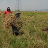 Serapan Bulog Naik 2.000 Persen, Pengamat: Berkat Tangan Dingin Mentan Amran