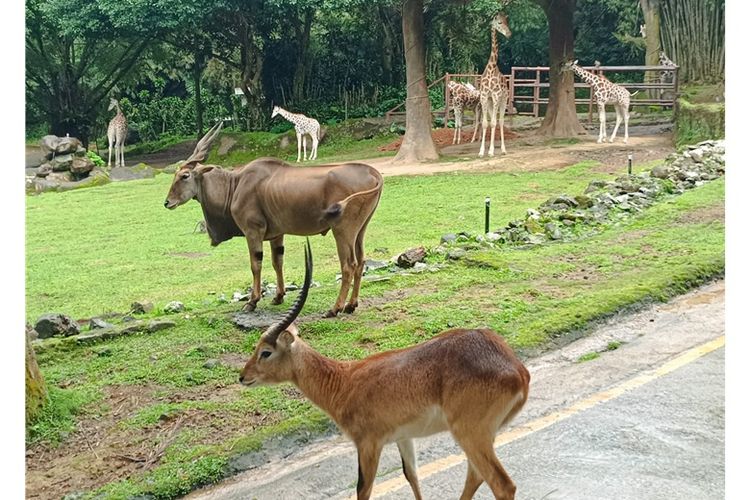 Bagi Taman Safari, momen Hari Keanekaragaman Hayati selalu menjadi pengingat arti penting kerja konservasi yang konsisten