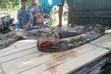 Ular Piton Sepanjang 9 Meter di Muna Barat Ditebas dengan Kapak Saat Memangsa Anjing Milik Warga