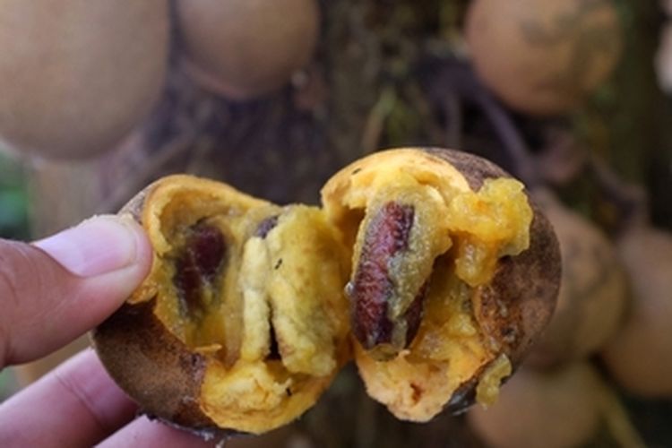 Ilustrasi buah kepel