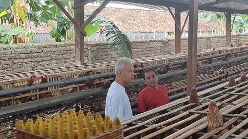 Nostalgia Ganjar usai Bertemu Peternak Ayam Petelur di Magetan...