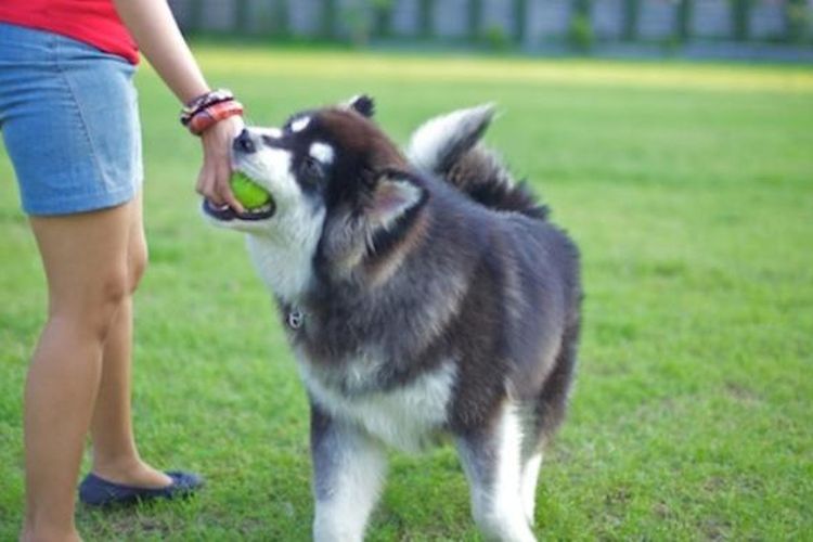Menjadi penjaga binatang peliharaan seperti anjing bisa membuahkan penghasilan di Australia.