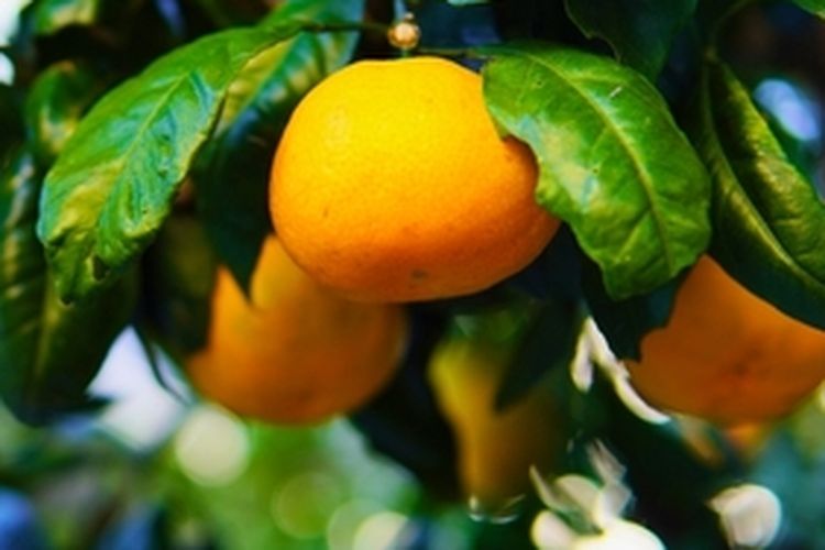 Tanaman jeruk mandarin