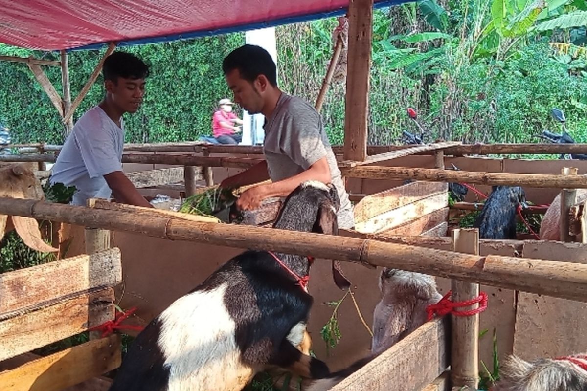 Lapak hewan kurban musiman di Jalan Palapa, Kampung Cilalung, Serua, Ciputat masih sepi pembeli hingga hari ketiga berjualan pada Selasa (28/6/2022). Pedagang imbau pembeli agar tidak usah khawatir 