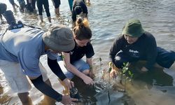 Peringati Hari Lingkungan Hidup Sedunia, Masyarakat Bintan Tanam Mangrove 