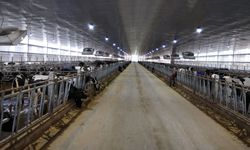 Peternak Perlu Bermitra dengan Pelaku Usaha Persusuan Nasional