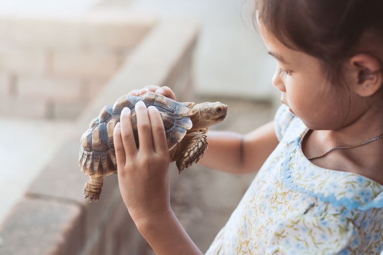 Ilustrasi kura-kura sebagai hewan peliharaan, memelihara kura-kura.