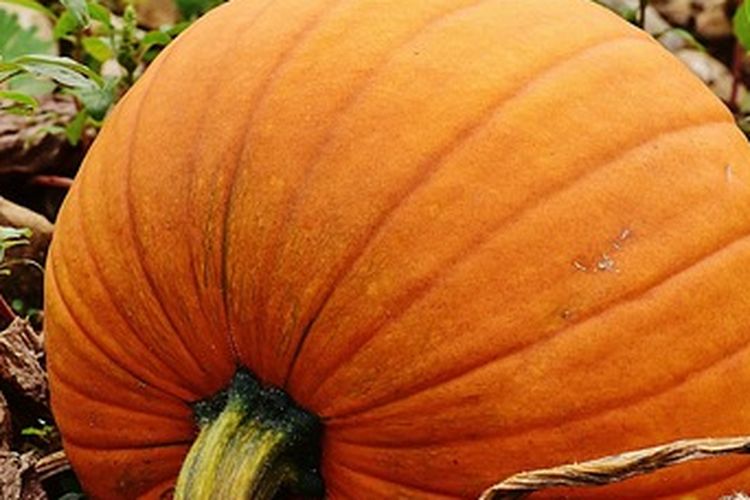 tanaman labu kuning, budidaya labu kuning