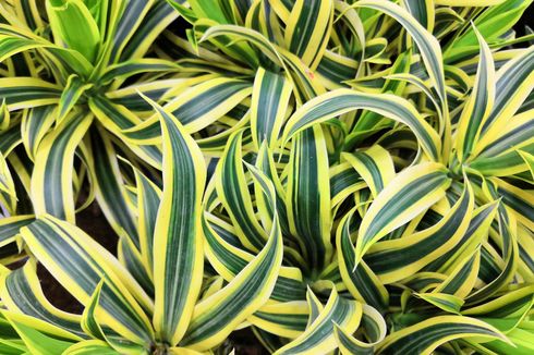 Tanaman Dracaena Variegata Beracun untuk Kucing, Ini Penjelasannya