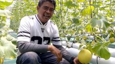 Kalah dalam Pilkada Kota Blitar, Bayu Bangkit dengan Budidaya Melon Hidroponik