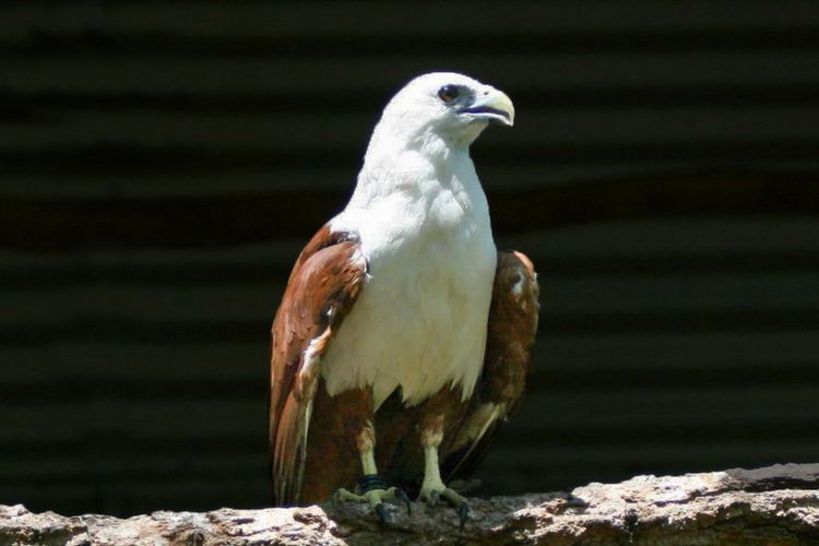 5 Fakta Elang Bondol Si Maskot Jakarta Yang Kawin Di Udara