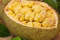 Cara Menanam Nangka agar Cepat Berbuah Lebat