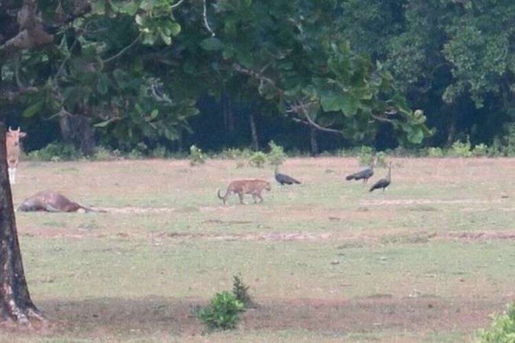Satwa yang diduga harimau jawa terekam kamera jebakan di Taman Nasional Ujung Kulon, Provinsi Banten. Sudah sejak 1996, hewan tersebut dinyatakan punah.