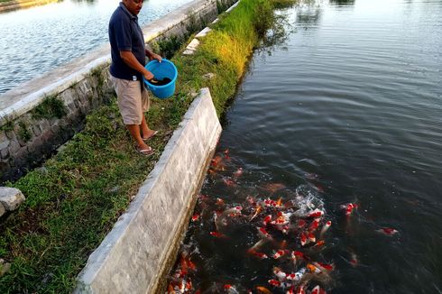 Saat Pengusaha Ikan Koi Merelakan Kebutuhan Ribuan Liter Oksigen Per Hari untuk Kemanusiaan