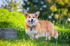 7 Ras Anjing yang Cocok untuk Lansia dan Pensiunan