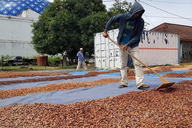 Warga menjemur biji kakao di hamparan pinggur ruas jalan negera di pusat Keude, Kecamatan Trienggadeng, Pidie Jaya, Senin (26/10/2020).