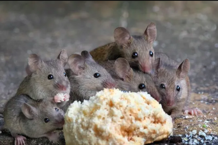 Ilustrasi tikus bersarang di rumah