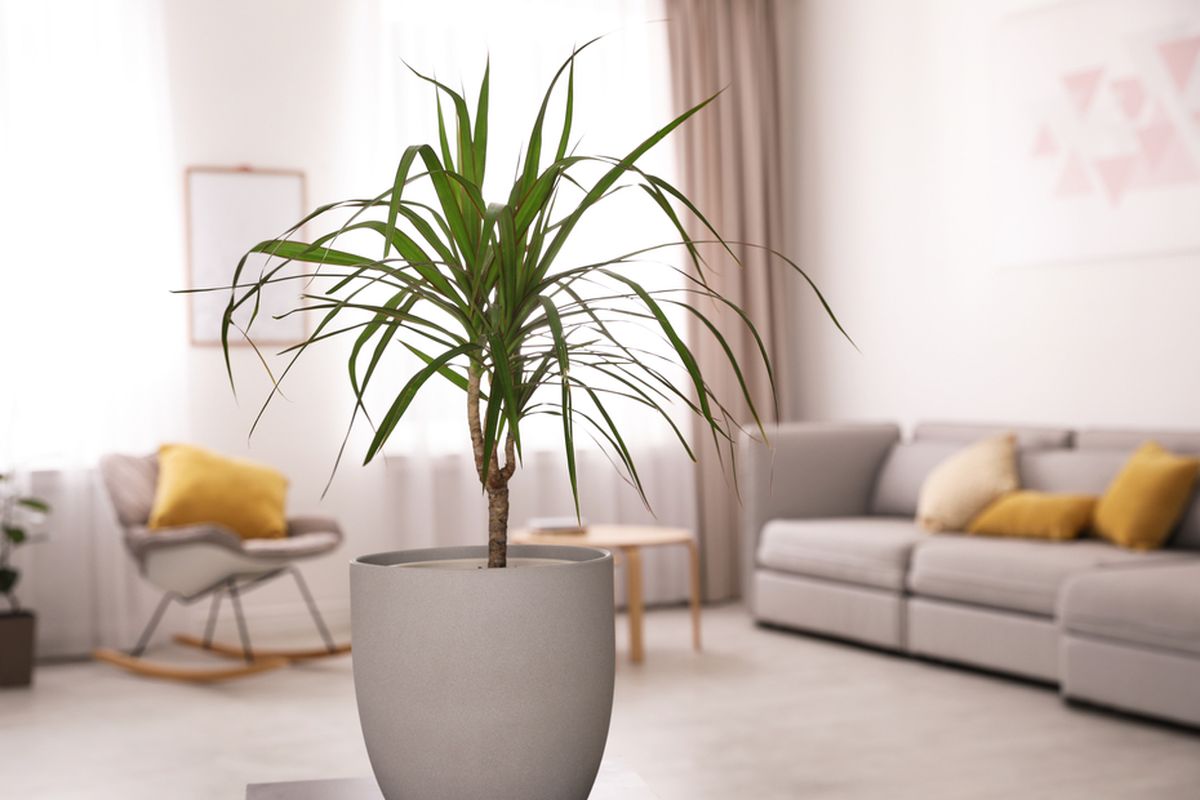 Ilustrasi tanaman hias dracaena di dalam ruangan. 